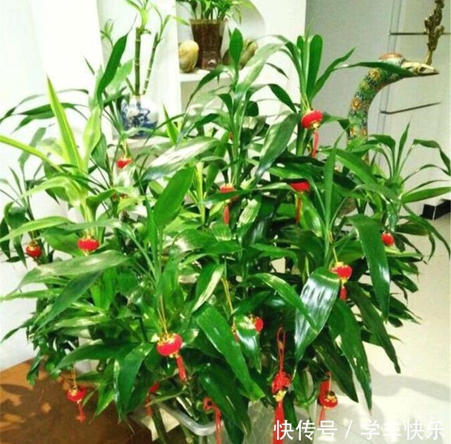 5种盆栽最怕冷,秋末赶紧搬屋里,不然冻成一坨“鼻涕”!