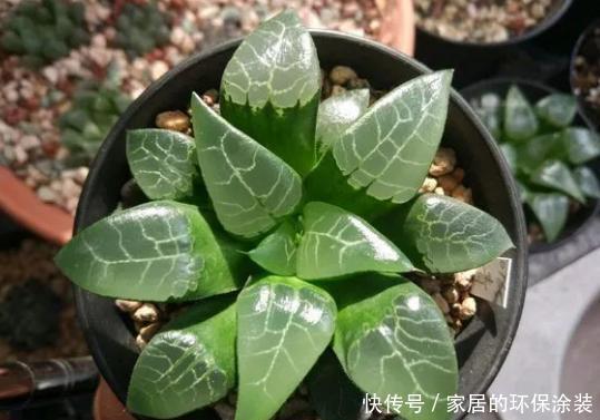 塑料袋|塑料袋养花:6个小方法,看完就有人后悔以前全扔了