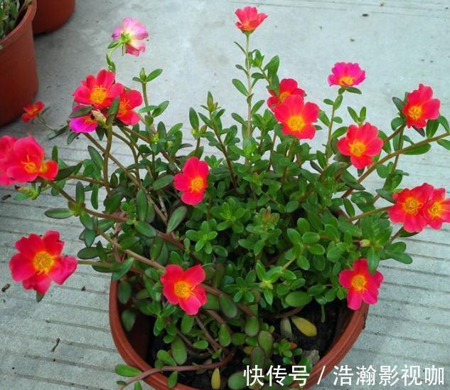 家里“3种花”最怕潮,哪里干燥就放哪,才能一年四季“花儿旺”