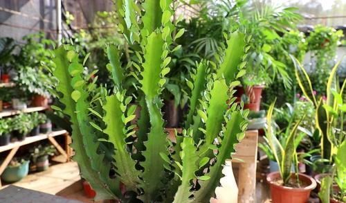 植株|养龙骨花,掌握这几个技巧,植株长得又粗又高,极具观赏价值