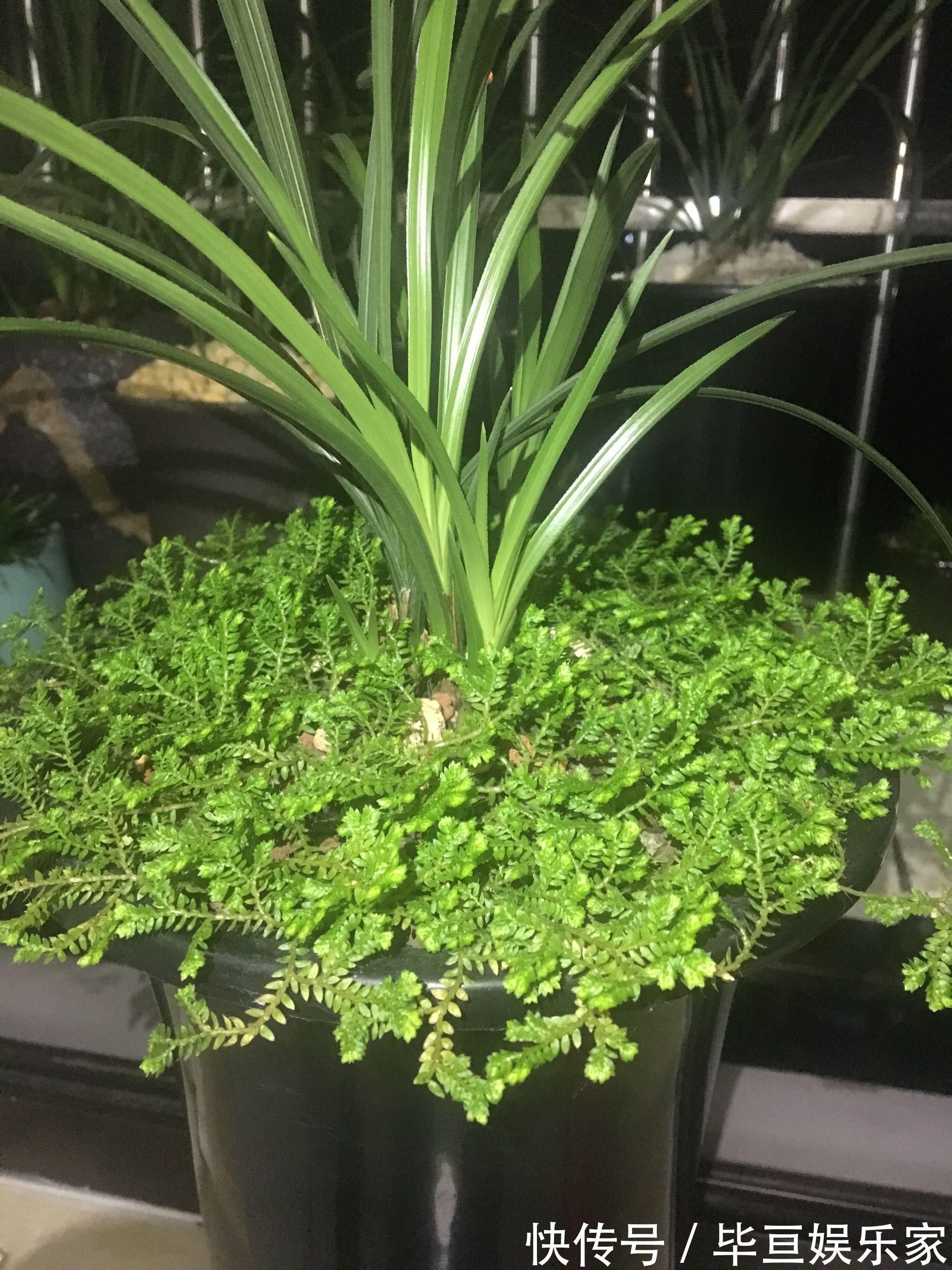 养兰花总是乱浇水盆面铺上翠云草,好看又能管住手,浇水好轻松