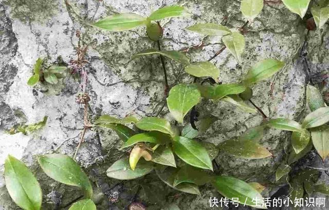 大爷在石壁上发现一块“兰花”,如今很稀少,盆栽会结豆!