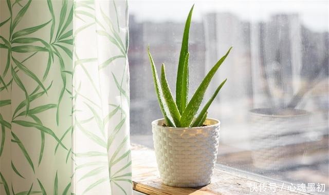 卧室就养4种花,“养人”又养气,不是没有道理!