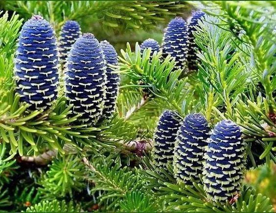  太美|松树开花，见过吗？太美了！