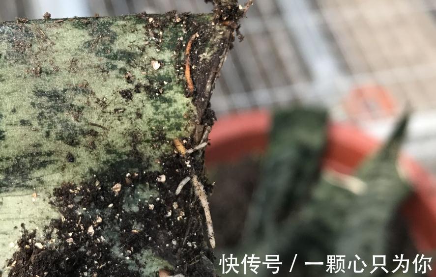 原来花卉还可以这么养,以后再也不用傻傻的去市场买花