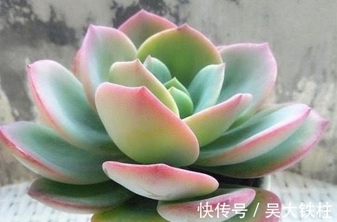 浇水|霸气而不失唯美的多肉白凤,用大盆养成老桩,出了状态人见人夸