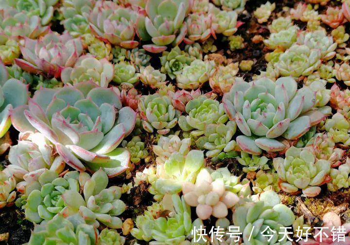 天冷了,多肉的6个求救信号,再不明白活不过冬天