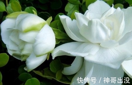 公认难养的花,改变养护方法,一样长新芽,开出层叠群花