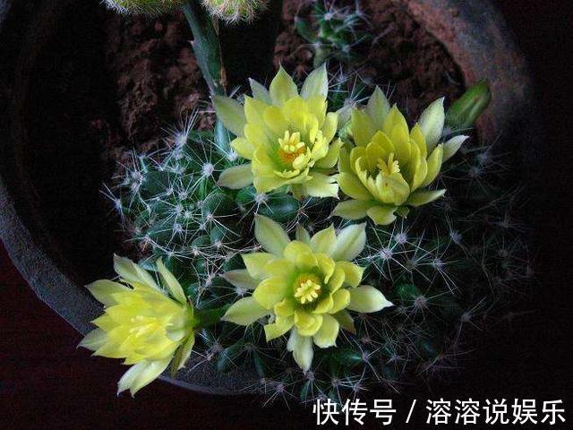 水溶液|仙人球怎么开花选对品种,养护恰当一准儿爆盆,真惹眼