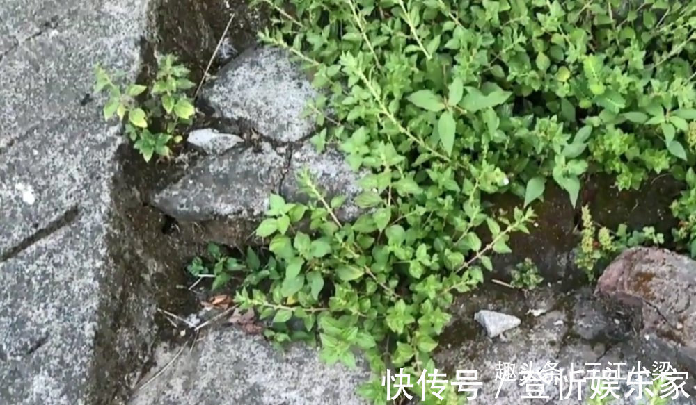 野草|只长在墙角边的“牙痛药”，不懂的人当成野草，识货人才会采回家