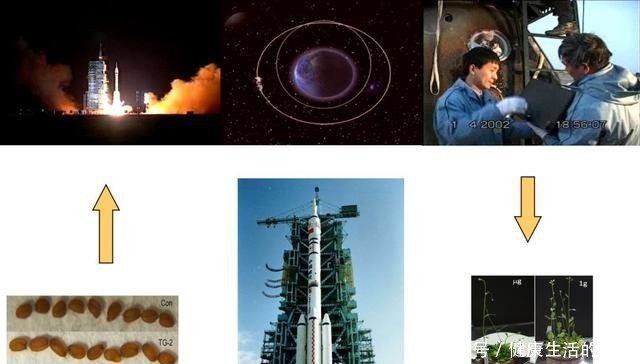 真技术活!在没有空气和水的太空如何种粮种草!