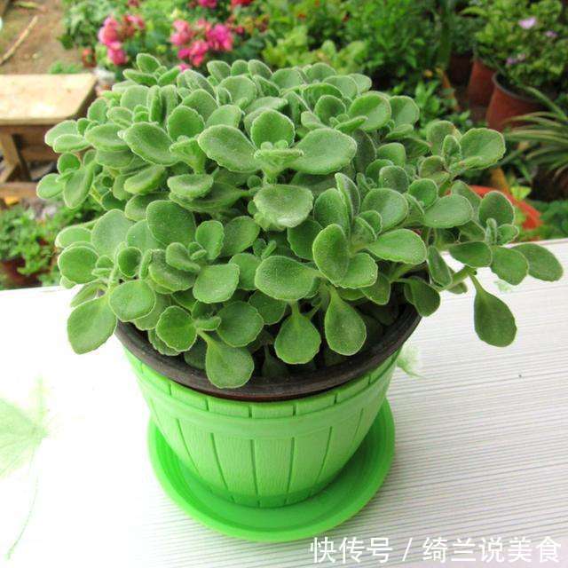 家里有异味,就养4种花!异味跑光光,比栀子花还香