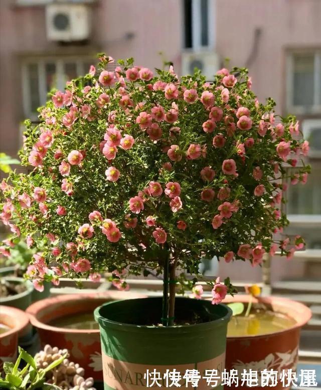 冬天养花,浇水有“4不”原则,防冻不烂根,冬天也能长势旺