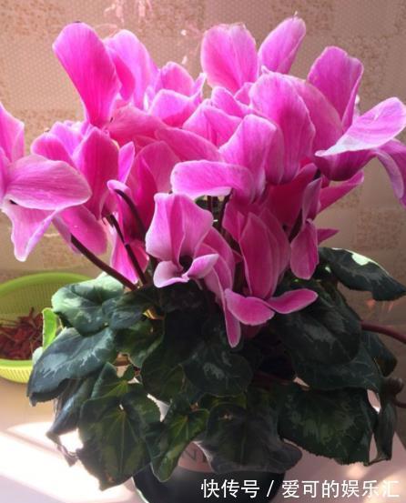 深秋养5种花，别急着搬进屋，室外晒一晒冻一冻，花芽会更多