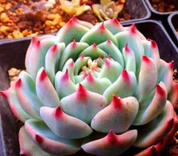 夏天养盆多肉吉娃娃，叶尖红红长成肉墩子，谁见了都夸美