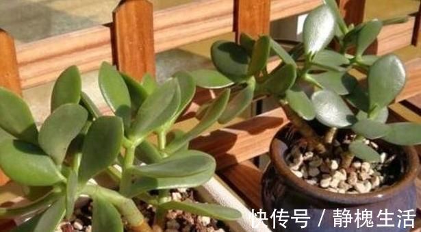 水分配比|马齿苋摇身一变成“金枝玉叶”,花友1年养成老桩,高价都不卖
