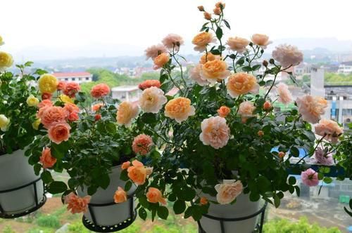 阳台再小，也要养3种花，每次开花都成片，美极了