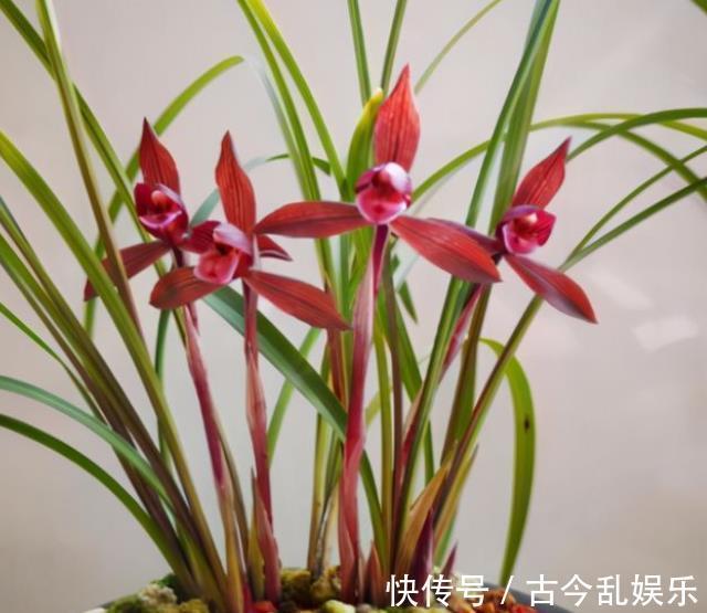 花友|盘点5款适合新手的兰花,皮实好养性价比高,花色艳丽香味清新