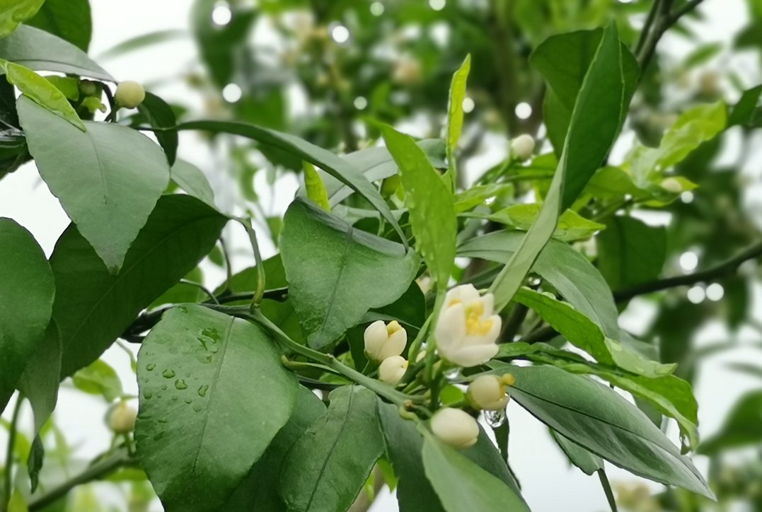 上游?夜雨丨|上游?夜雨丨赵瑜：在丛林 感受一朵蘑菇的高度（外一首）