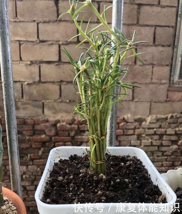 养太阳花,绑1根竹签再修剪,长成开花多、惊艳独特的老桩!