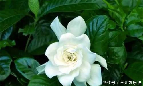 家养|你家养的有茉莉花吗关于茉莉花度夏的3个错误，别说没提醒