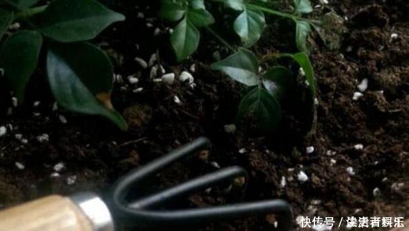 盆土太硬了？用它泡一泡，浸盆浇，土壤透气有营养，还养根