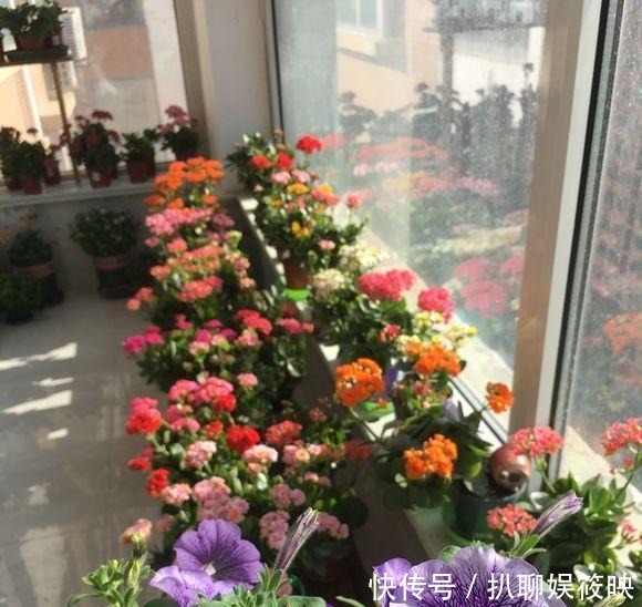 光照就可以|家里养花,就选这几种,一年四季不用管,给点阳光就开花
