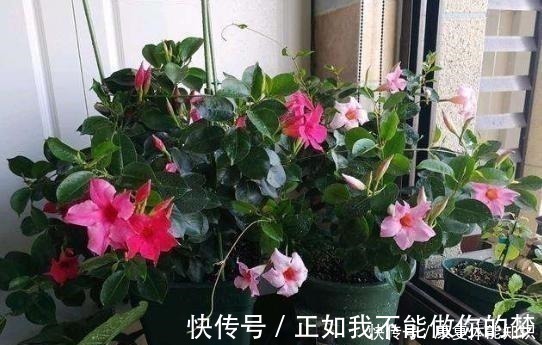 一种小花太神奇,一对叶子6朵花,养一棵开一片,室内室外都能养!