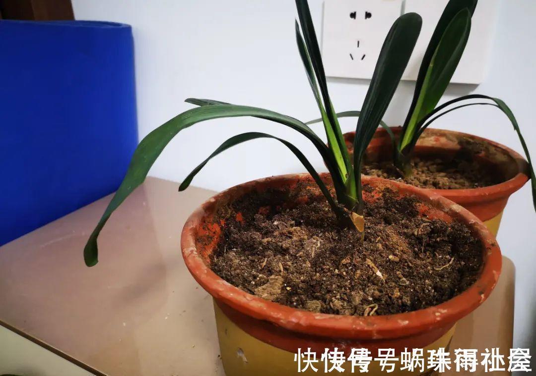 铃兰|30℃以上,10种花就先别养了,买一盆死一盆,别怪我没提醒你