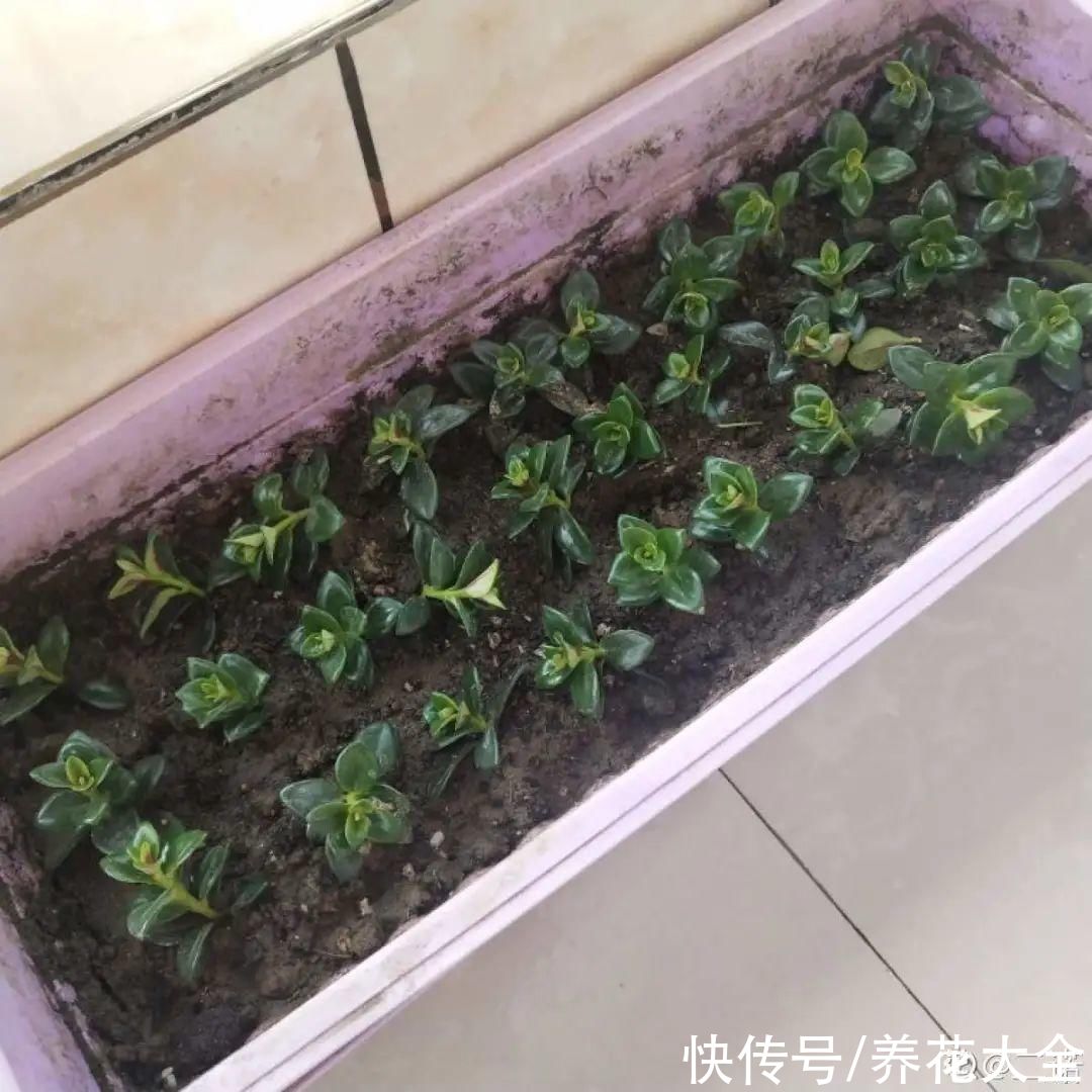 7种“落地生根”花，春天多插几棵，成活率特别高