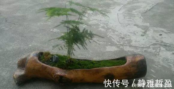 买的花盆又贵又难看？花花教你自制花盆，省钱又漂亮！