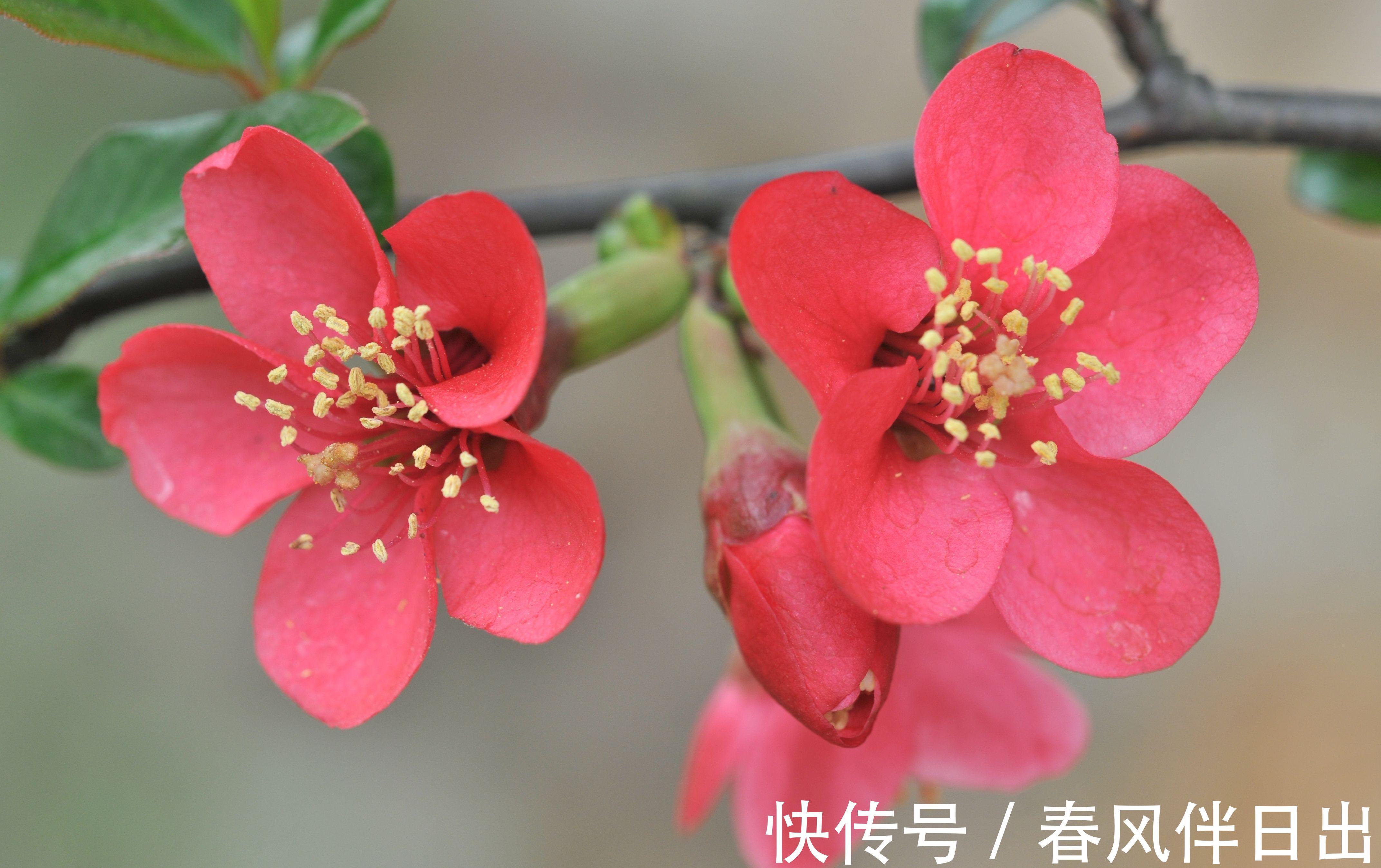 养花试试这几款，开花量多，枝条上满满的都是花朵