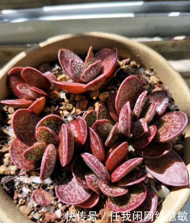 养了三年，多肉终于给点颜色瞧瞧了