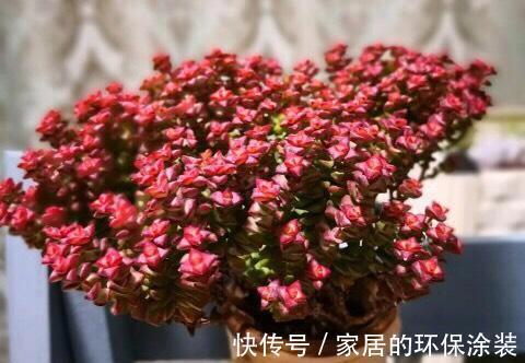 白牡丹|这三种多肉是多肉中的小强,一生只用买一次,出了状态照样美