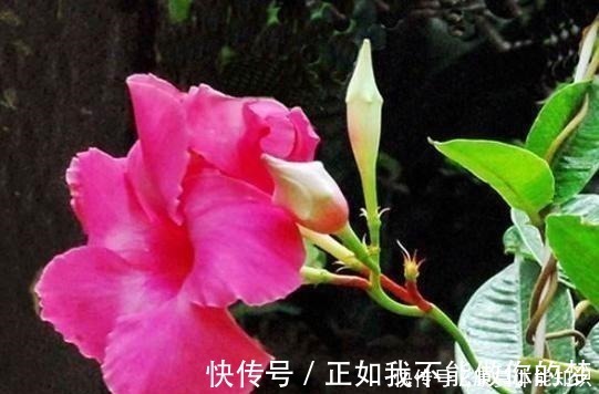 一种小花太神奇，一对叶子6朵花，养一棵开一片，室内室外都能养！