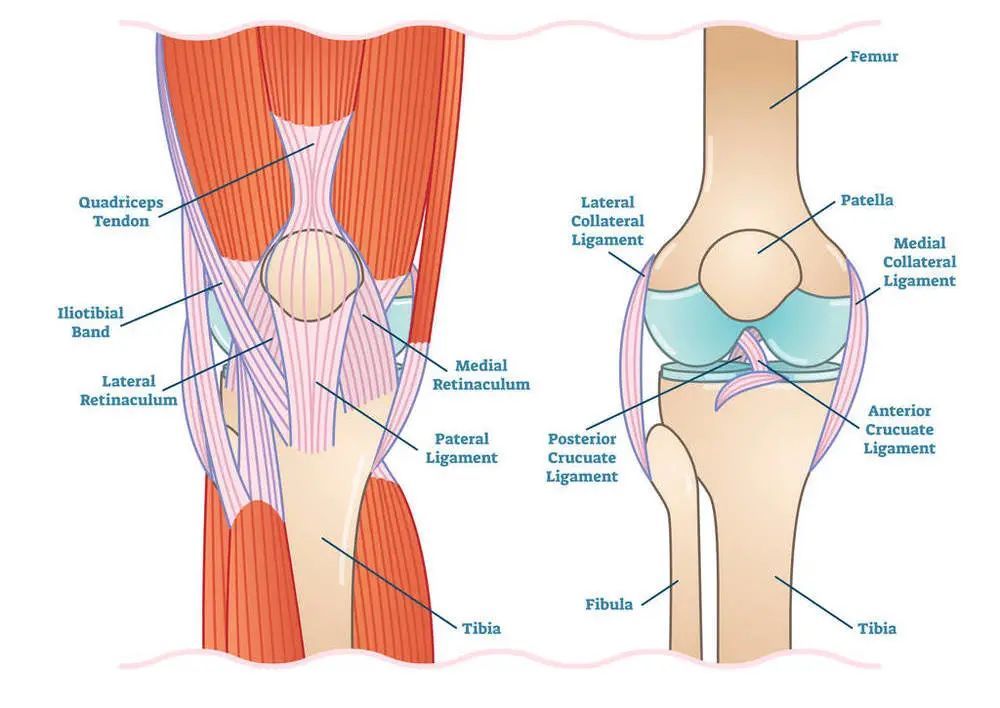 半月板损伤|上下楼梯或蹲起,膝盖为什么会“咔咔”响?