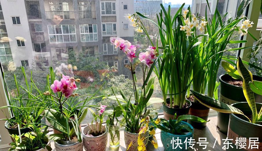 养花|用这3个小妙招养花,不谨慎小心点,真的会出错