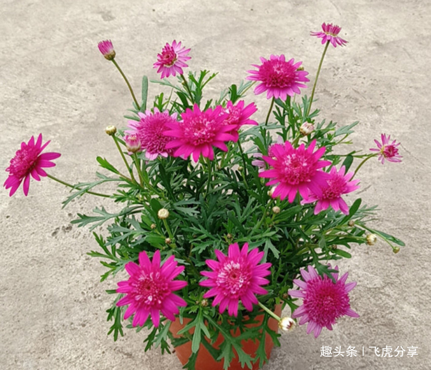 五款花卉中的开花战斗机，不需怎么照顾，也能开爆盆，美如仙