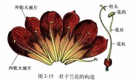 花盆|君子兰种子催芽很容易,只需简单操作几步,很快收获一盆苗儿