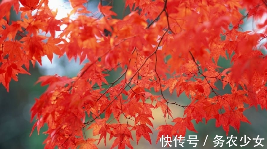 七言绝句@枫叶红了,到古诗词里欣赏红叶,诗情画意,美不胜收