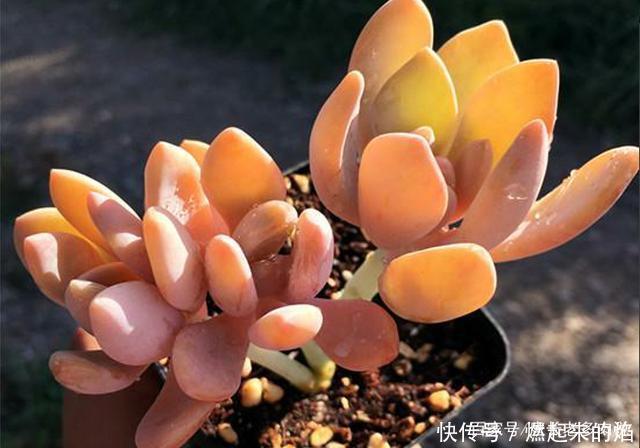 最皮实的多肉冬美人,不但四季可以露养,而且用什么土栽种都可以