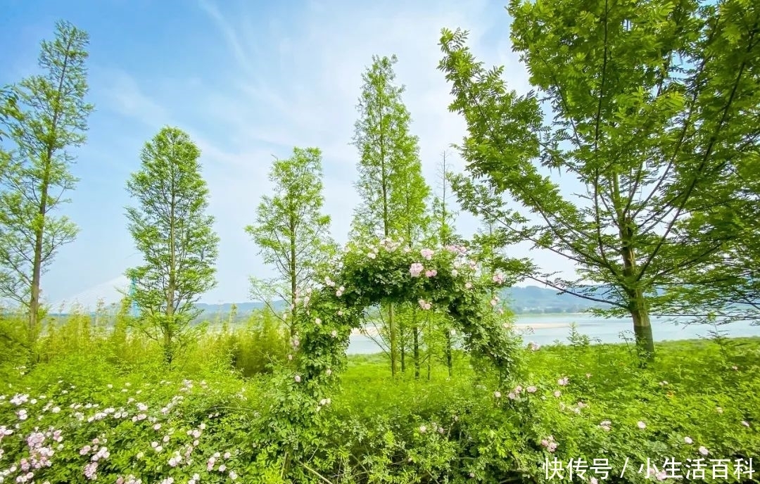 宜宾新城1000米蔷薇花 开了 粉紫色 宜宾新城1000米蔷薇花 开了 粉紫色