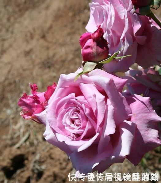 花色|20款紫色月季品种。浓香、抗病非常好养,天然紫色唯美盛开