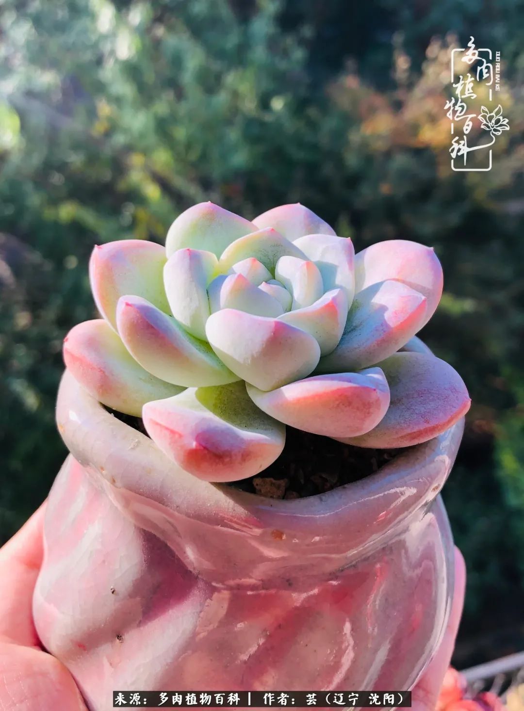 血罗|万物皆有灵性,一年四季有多肉陪伴真好!