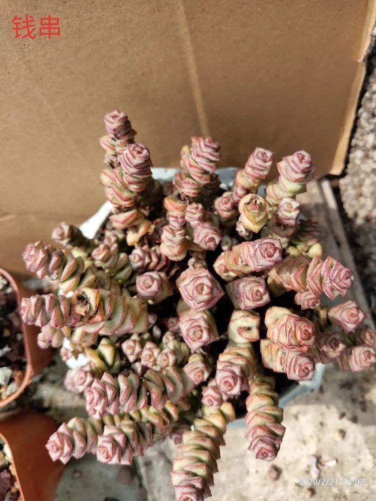 养肉多年的新手我相信它们一定可以变得更美丽!