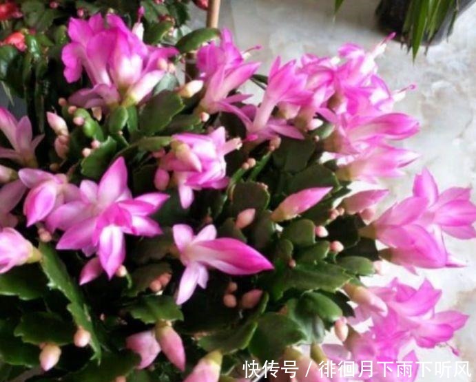 4种花是“开花大户”，花朵大花期长，比牡丹还美，年年开花美翻
