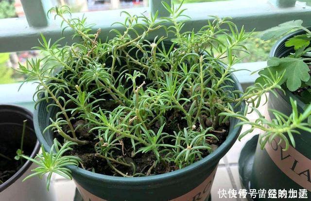 此4种花,随便摘片叶子都能繁殖一棵,轻松爆盆,阳台变花园
