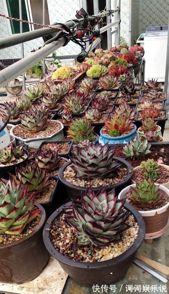 3种多肉最“保值”,越养越值钱,赶紧养几棵,5年后价格翻10倍