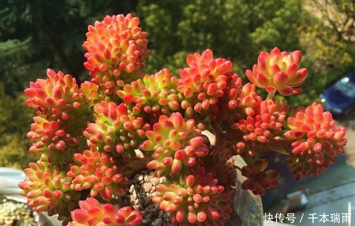 多肉界极好养活的品类——乙女心,人人都可以养成老桩