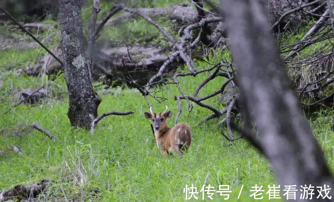 染红|赏红叶、拍美照、邂逅山间“精灵”，这地方只美一个月，速来